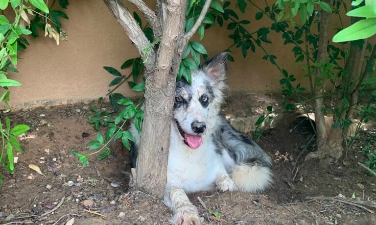 residencia canina nudacan