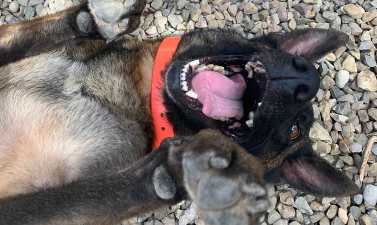 residencia canina nudacan