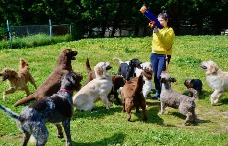hotel canino ramalladas