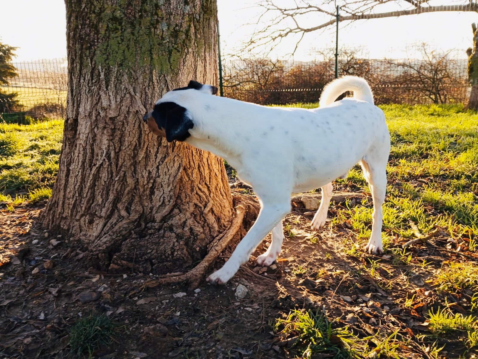 hotel canino kinder pet