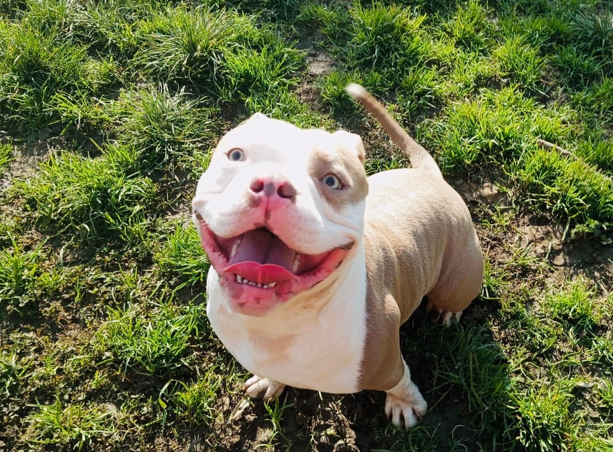 hotel canino kinder pet