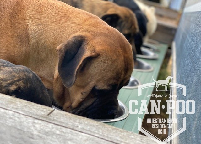 residencia canina can poo