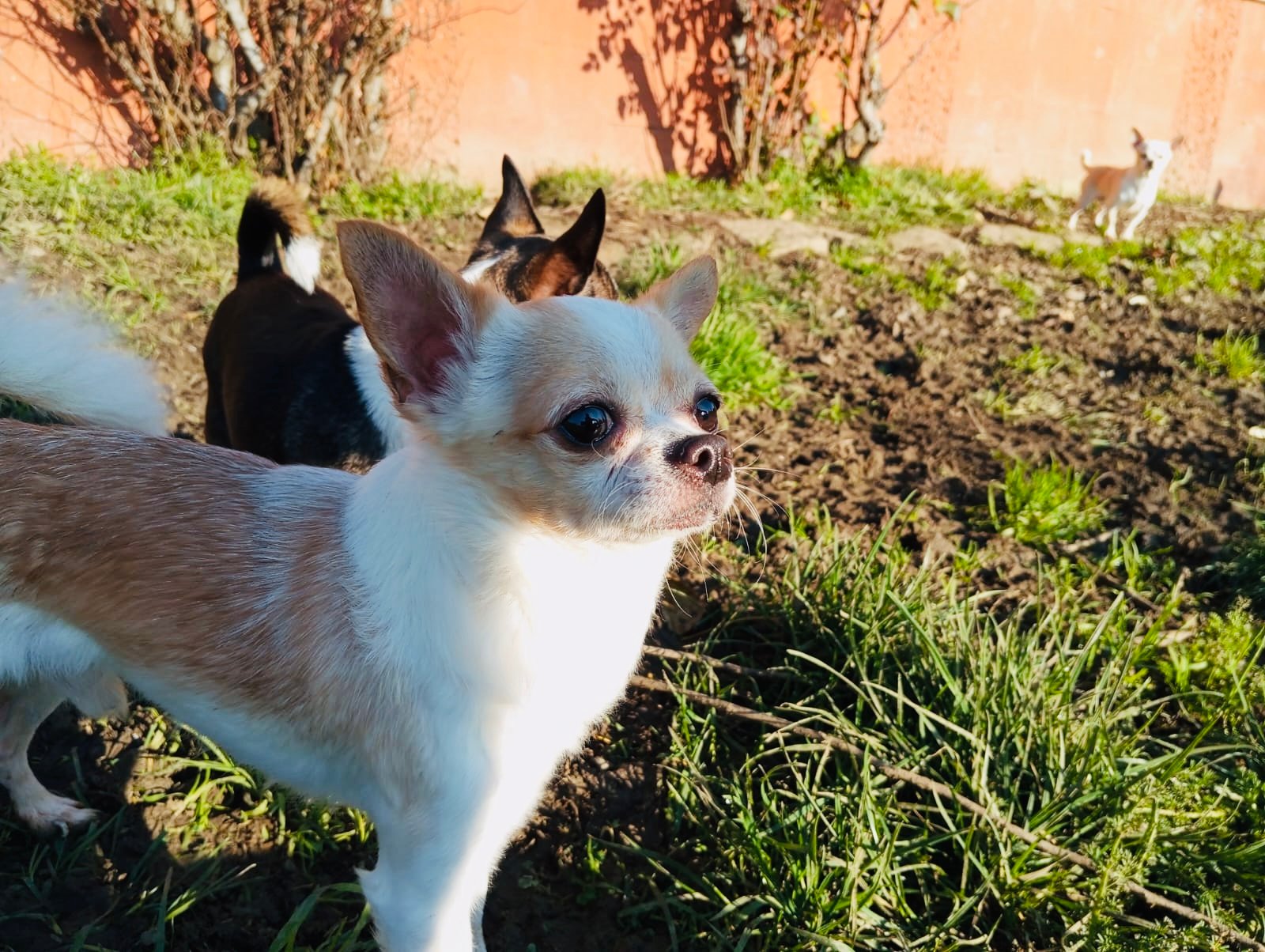 hotel canino kinder pet