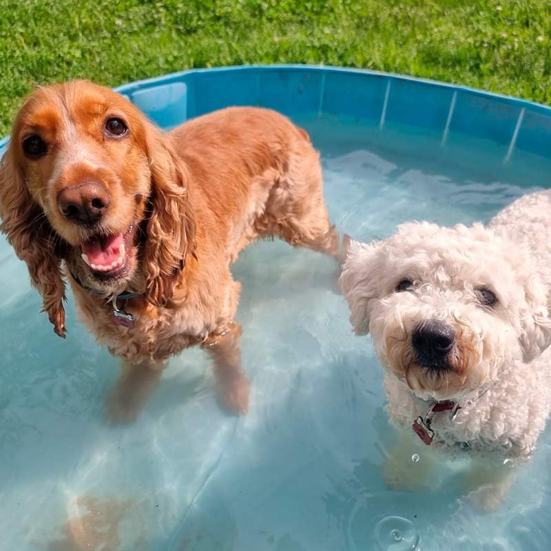 hotel canino bichiños