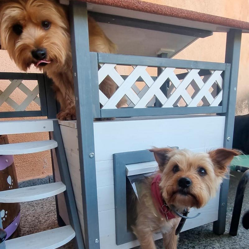 hotel canino bichiños