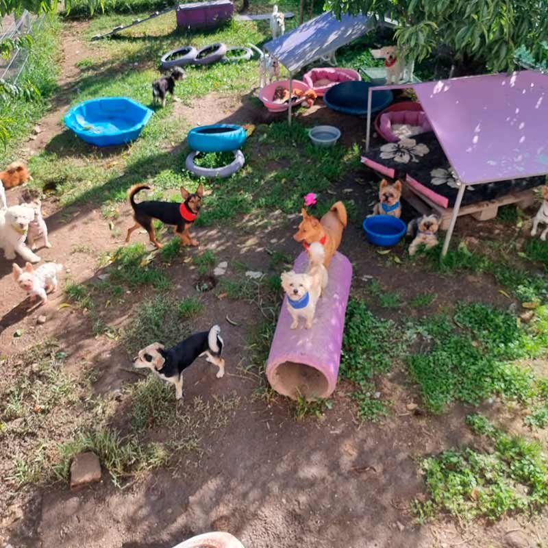 hotel canino bichiños