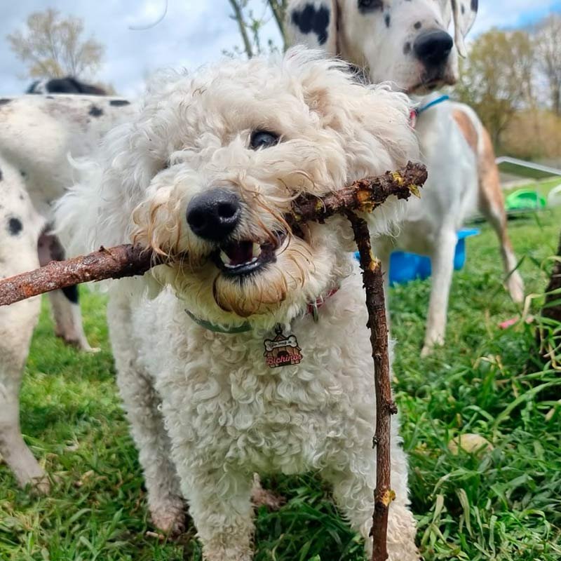hotel canino bichiños