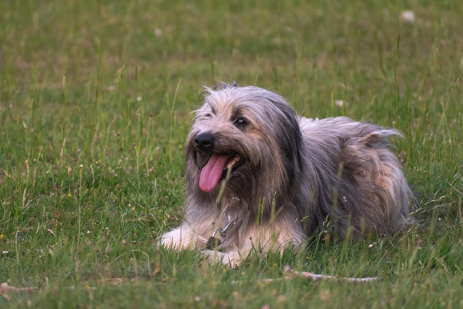 guardería canina win win