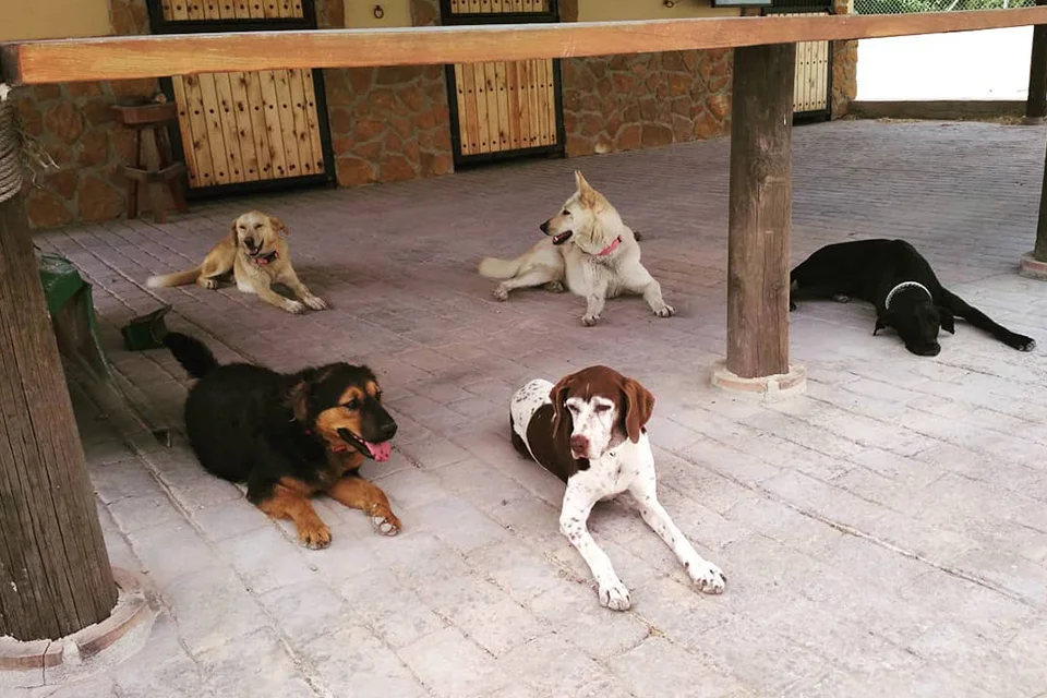 guardería canina el pinar