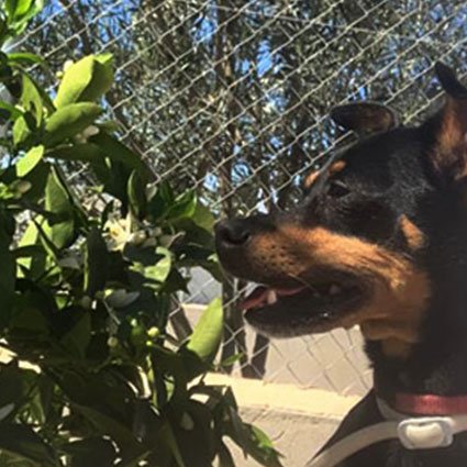 residencia canina murcia dog