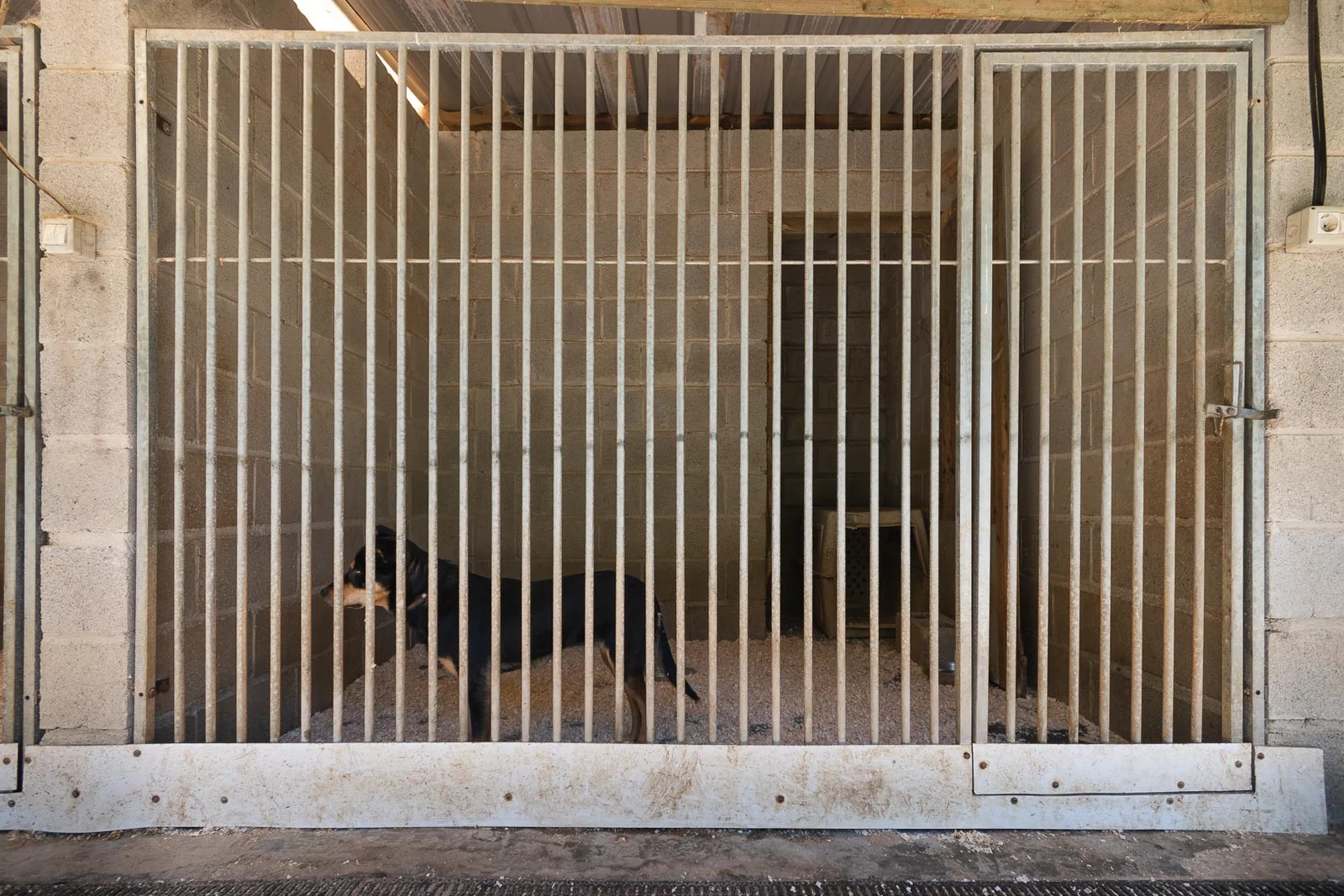 guardería canina win win