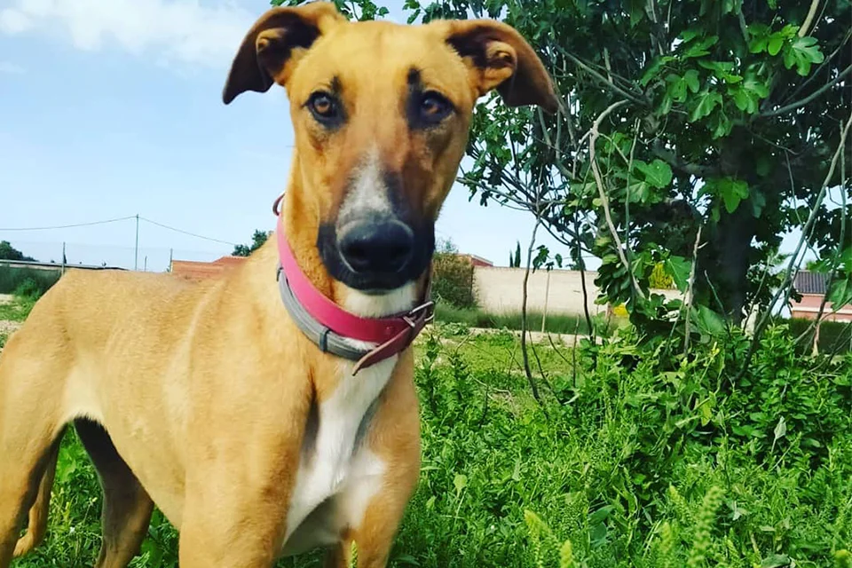 guardería canina el pinar