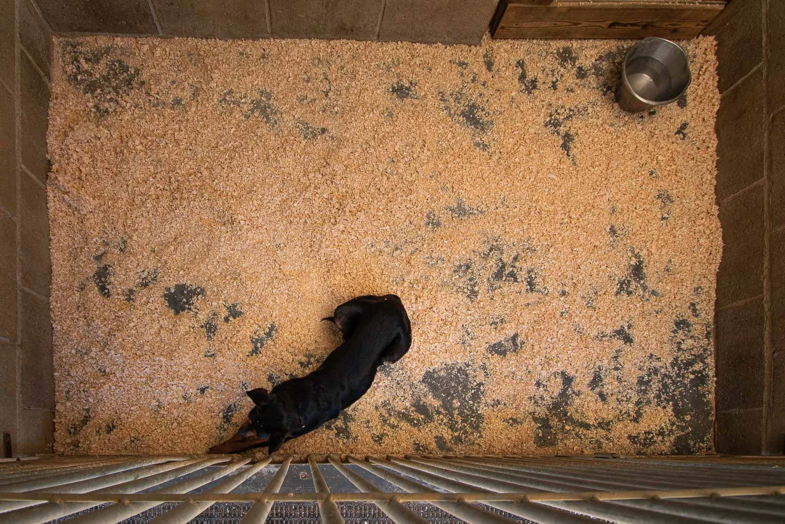 guardería canina win win