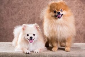 guardería canina el refugio de zarcan