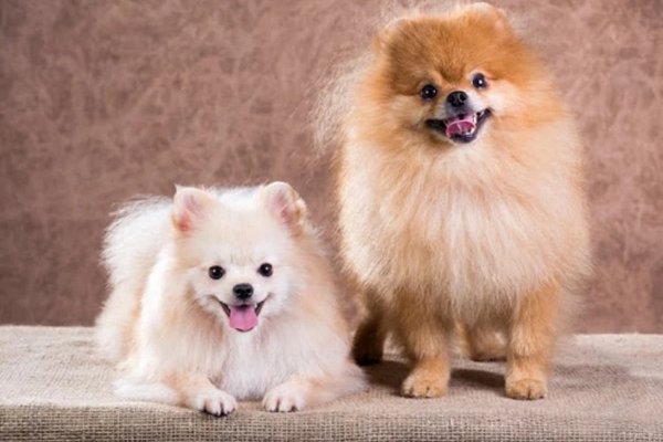 guardería canina el refugio de zarcan