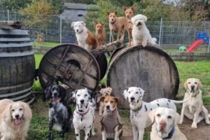 hotel canino bichiños