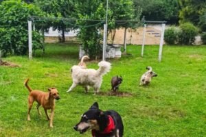 residencia canina airavella