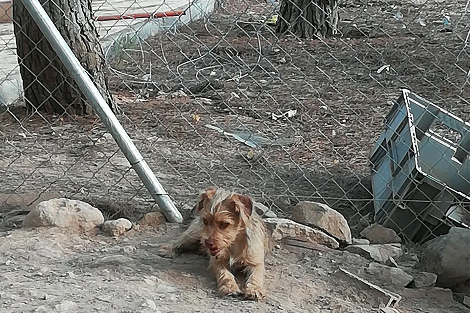guardería canina el pinar