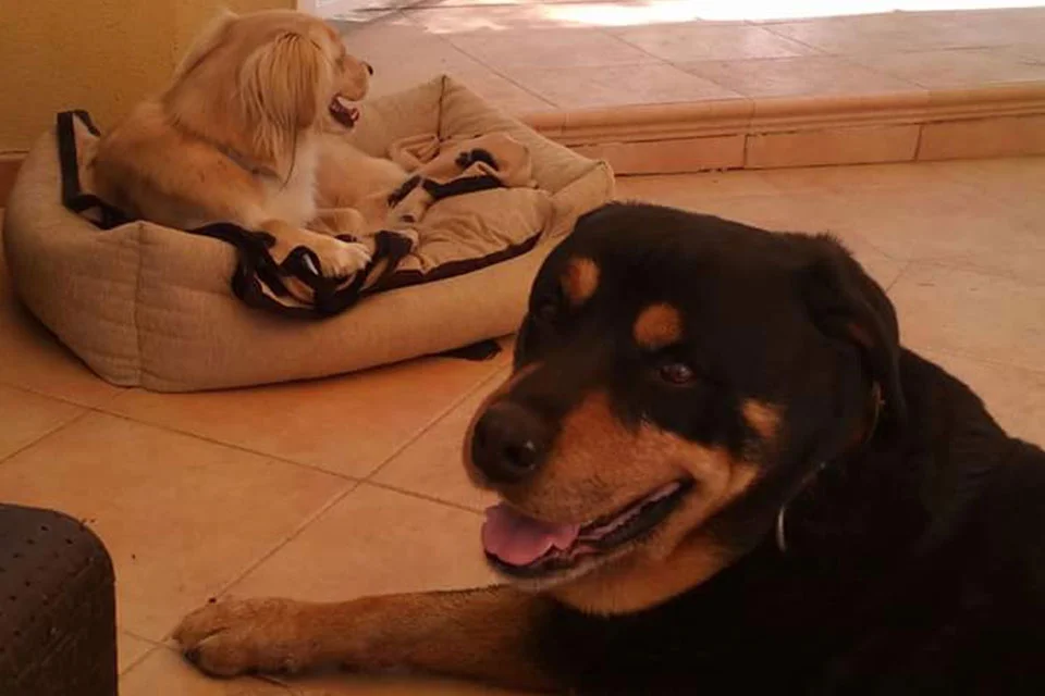 guardería canina el pinar