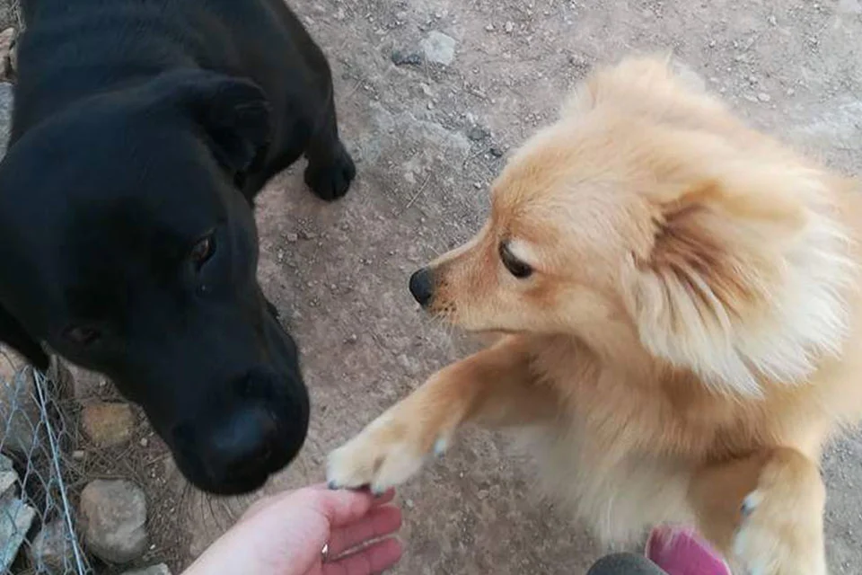 guardería canina el pinar