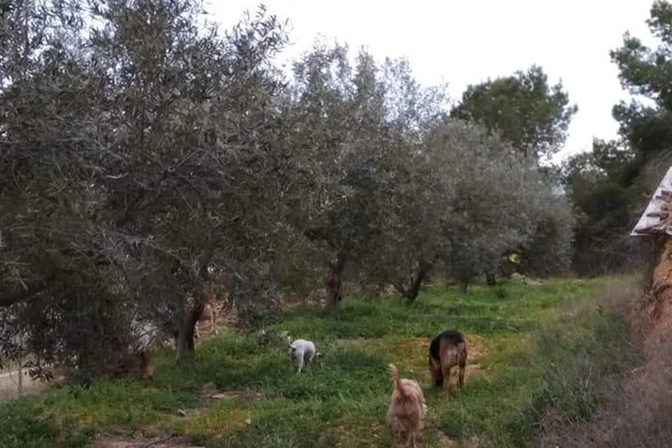 guardería canina el pinar