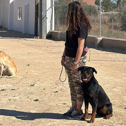 residencia canina murcia dog