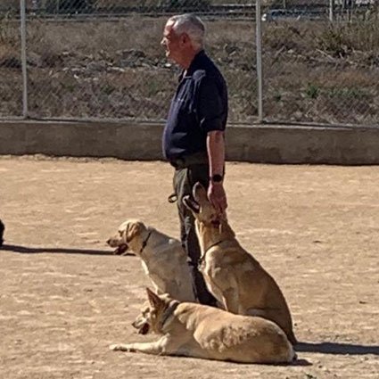 residencia canina murcia dog