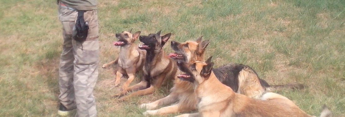 guarderia canina lobocan