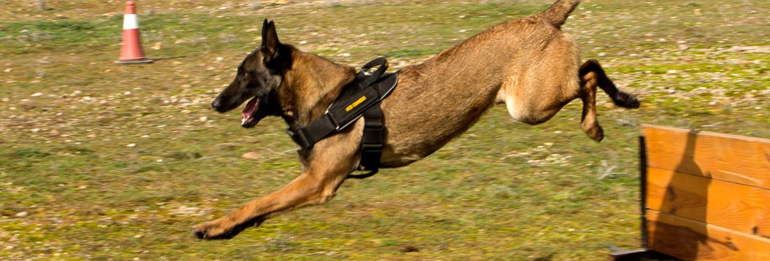 guarderia canina lobocan