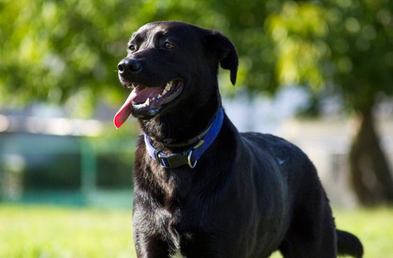 residencia canina faitebo