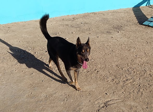 residencia canina los arboles