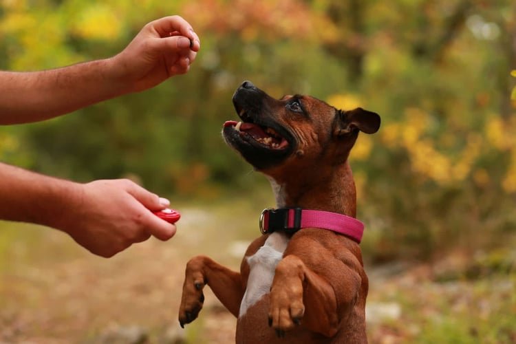 guardería canina el refugio de zarcan