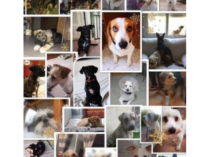 guardería canina cordy