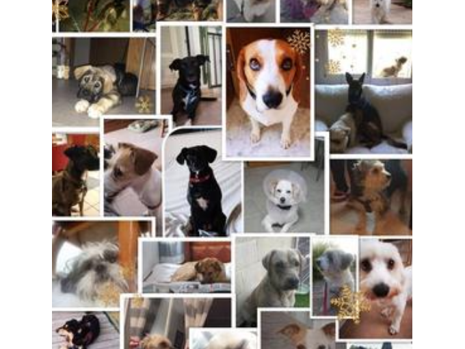 guardería canina cordy