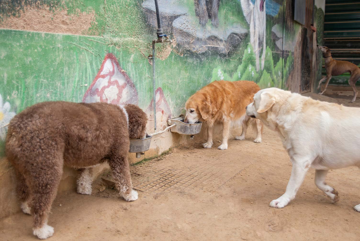 residencia canina somos muy perrunos