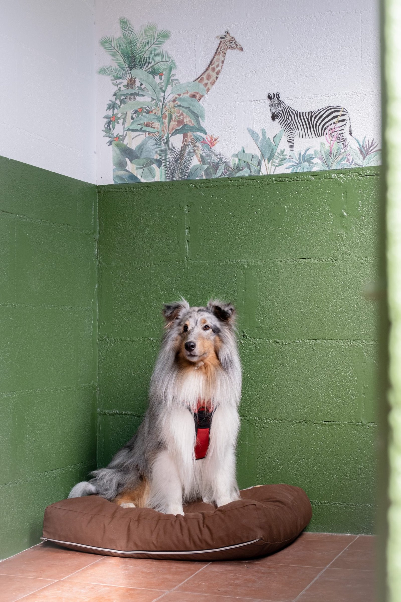 hotel canino canedupo