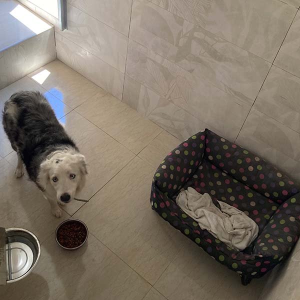 residencia canina alcanza