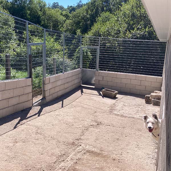 residencia canina alcanza