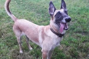 centro canino ollo o can