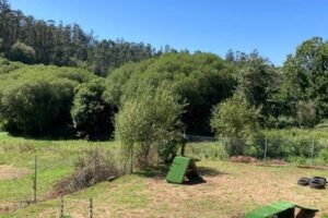 residencia canina alcanza