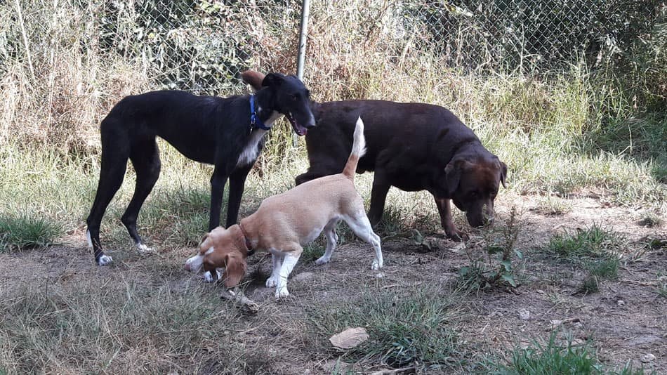 residencia canina ollo o can