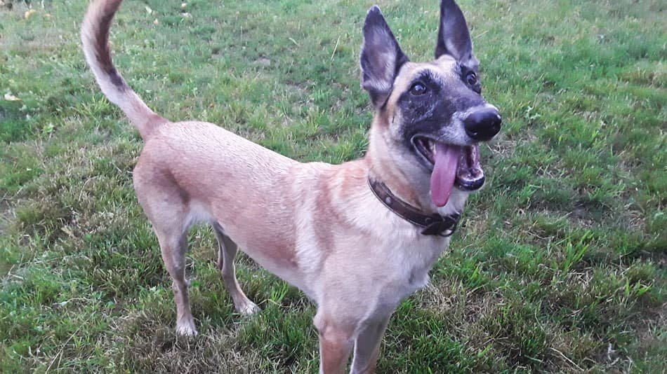 residencia canina ollo o can