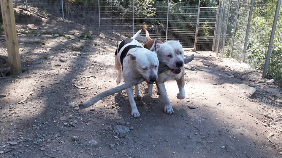 residencia canina ollo o can