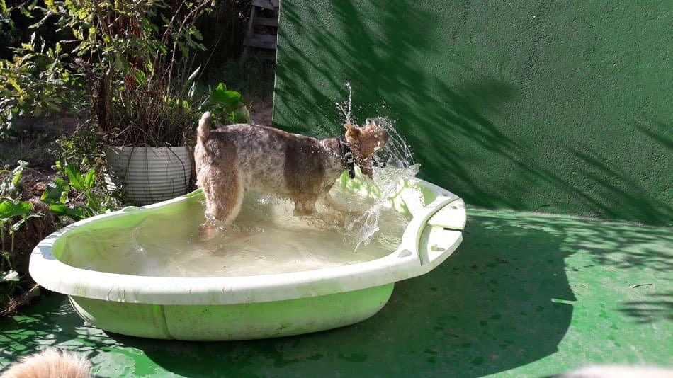 residencia canina ollo o can