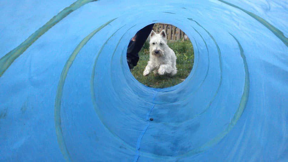 residencia canina ollo o can