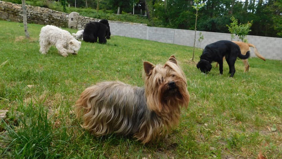 residencia canina ollo o can