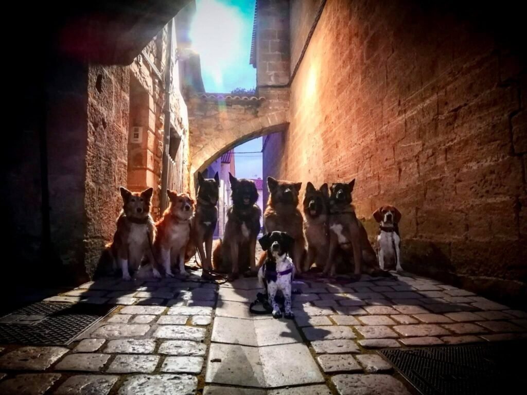 hotel canino be more dog