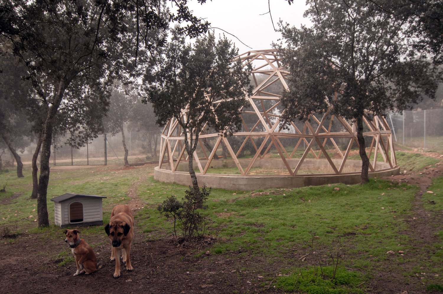 residencia canina campamento peludosos