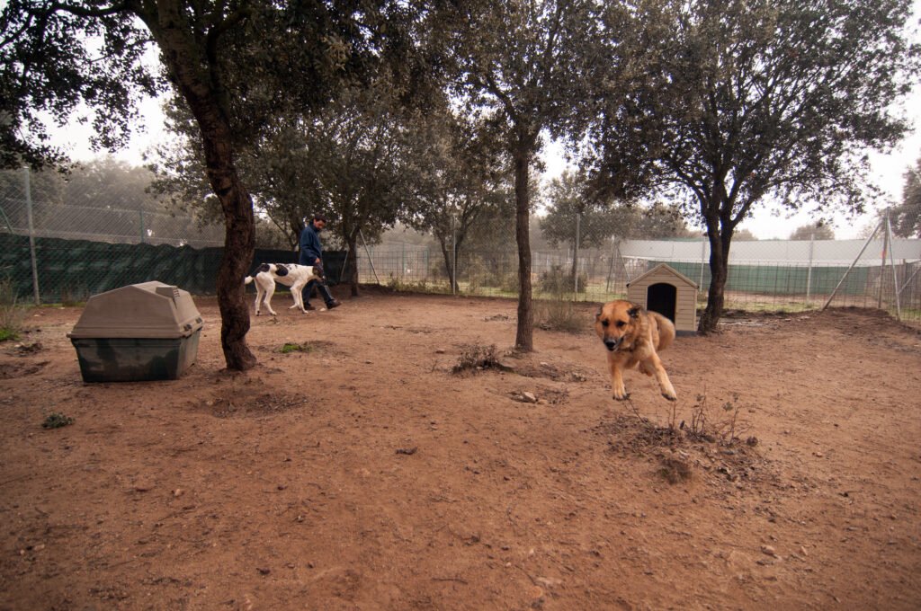 residencia canina campamento peludosos