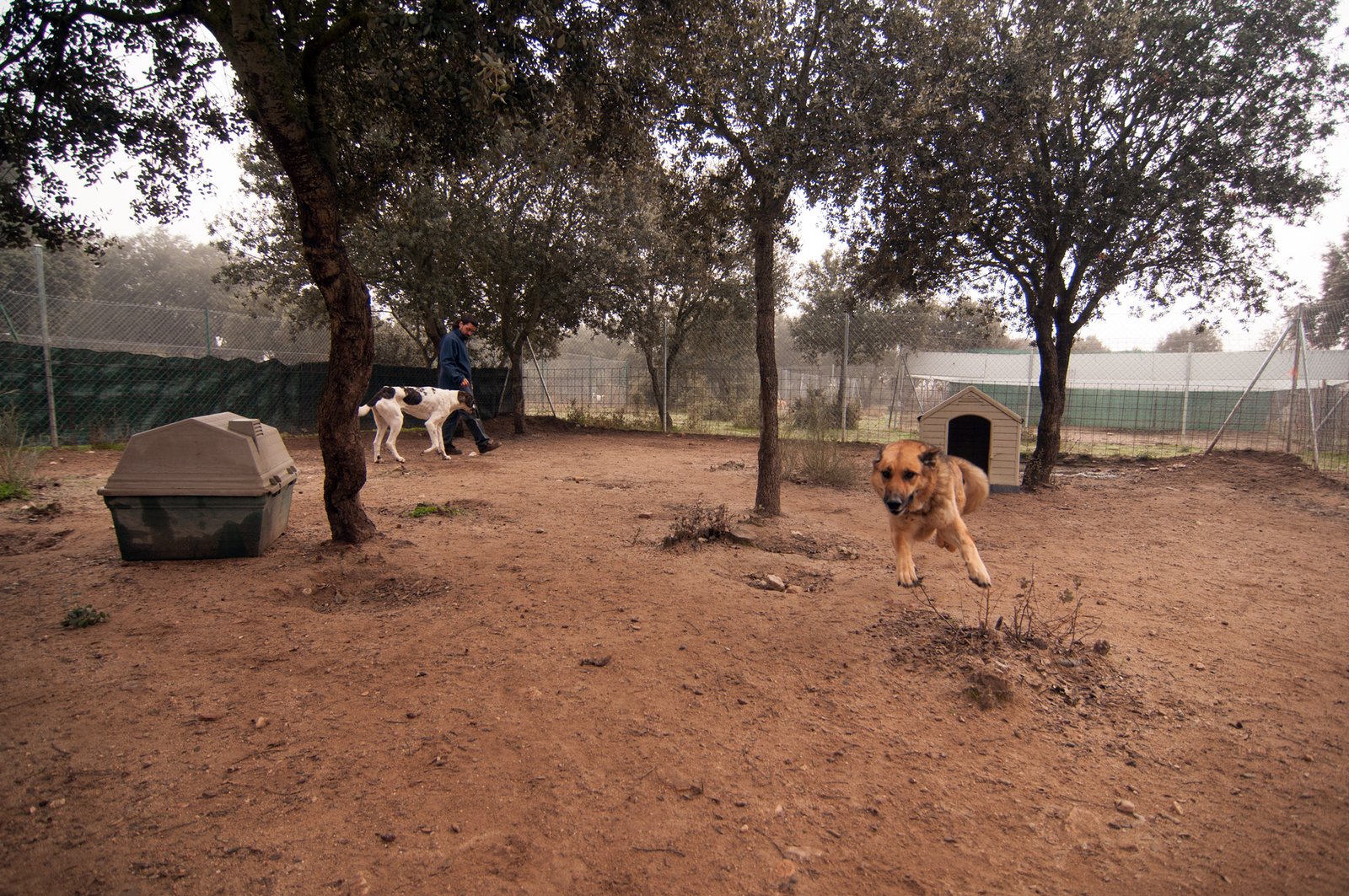 residencia canina campamento peludosos
